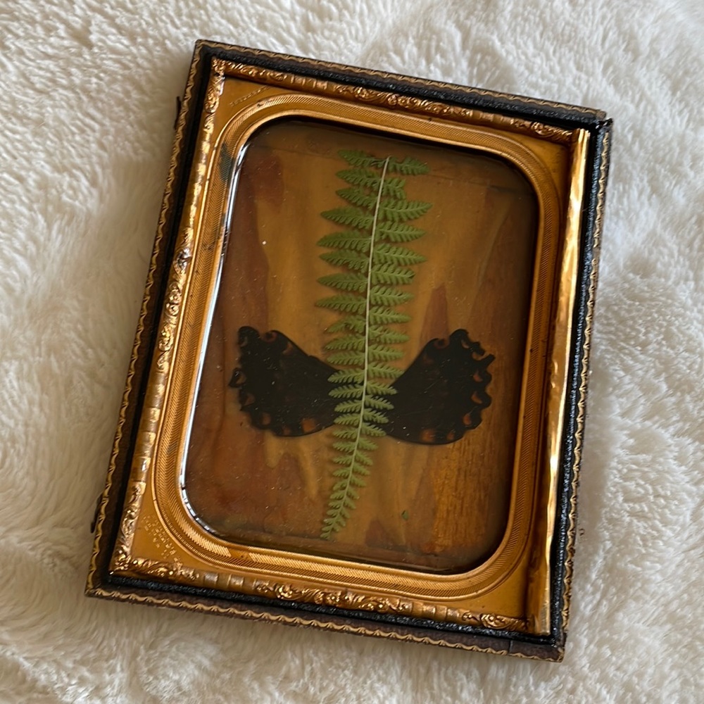 Antique Ambrotype case with fern & butterfly wings.